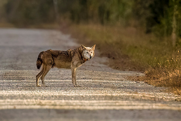 Critically Endangered Red Wolf - "The Grandmother"