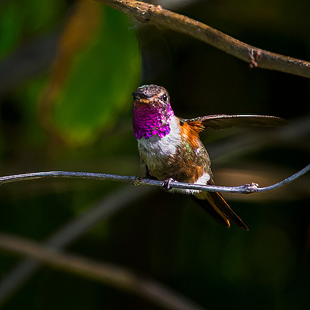 Bahamas Woodstar Hummingbird - Male