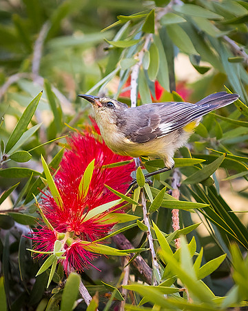 Bananaquit