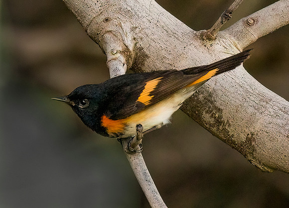 Redstart