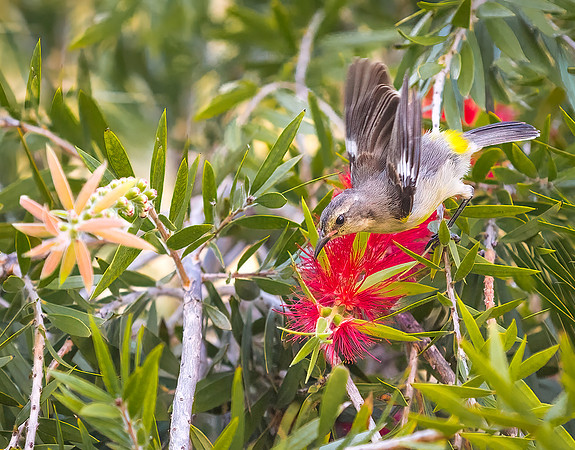 Bananaquit