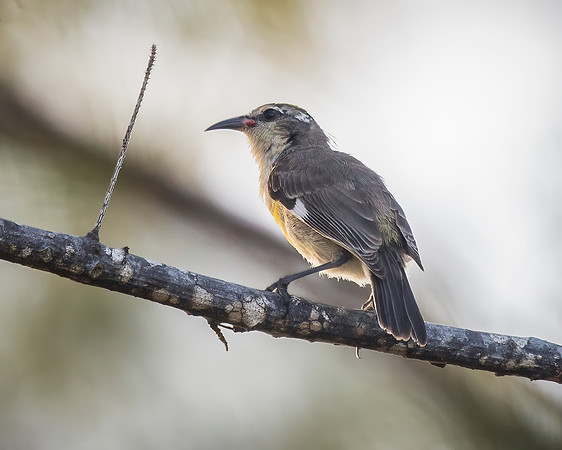 Bananaquit