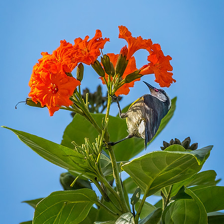 Bananaquit