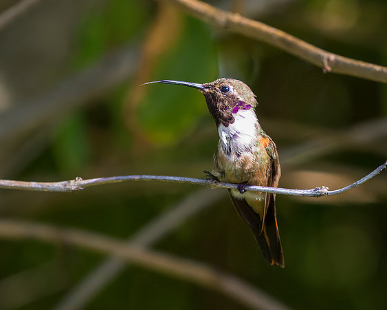 Bahamas Woodstar Hummingbird - Male