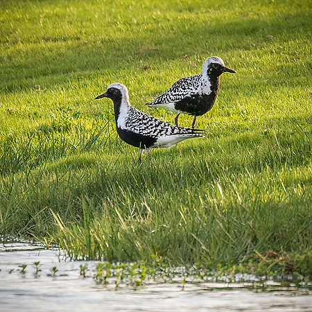 Black-Bellied Plover