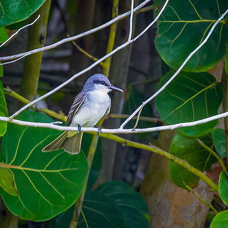 Gray Kingbird