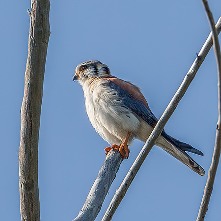 Cuban American Kestrel