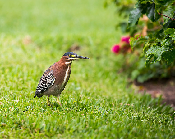 Green Heron