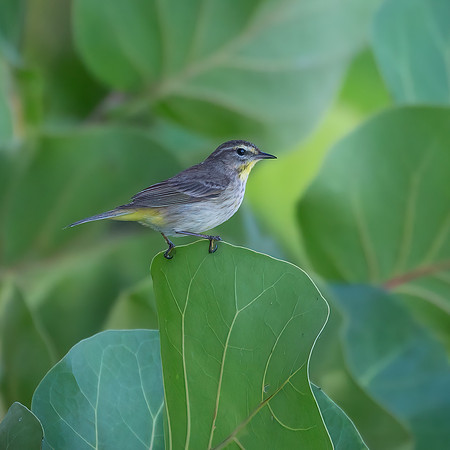 Palm Warbler
