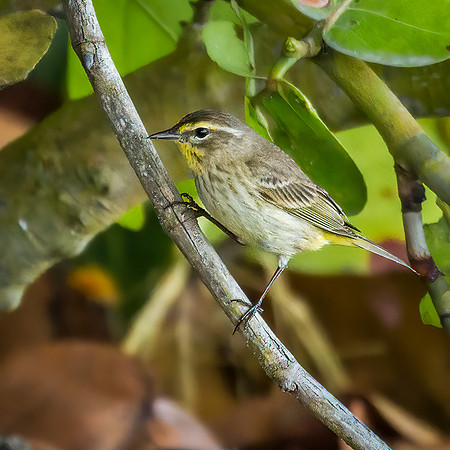 Palm Warbler