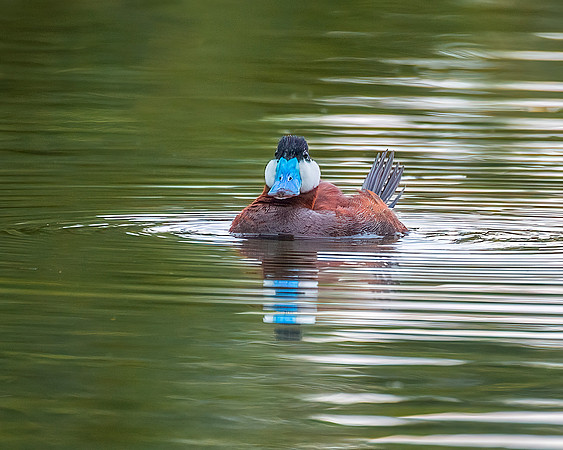 Ruddy Duck - Male