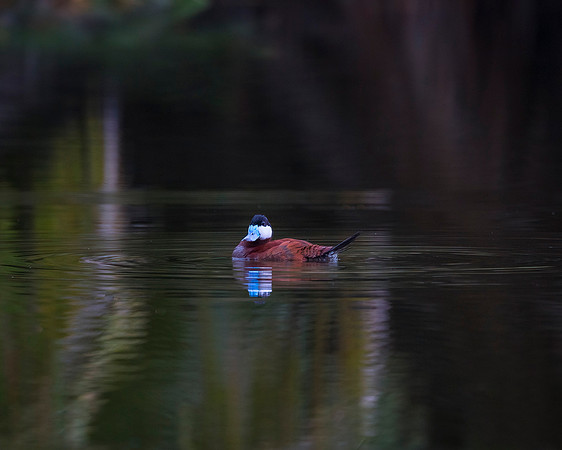 Ruddy Duck - Male