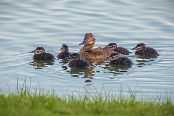 Ruddy Duck Female and Ducklings