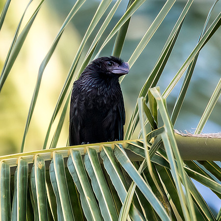 Smooth-Billed Ani