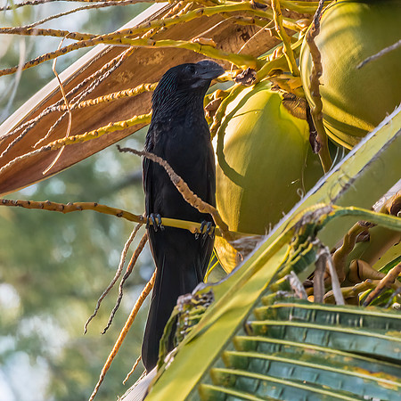 Smooth-Billed Ani