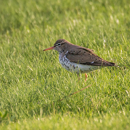 Spotted Sandpiper