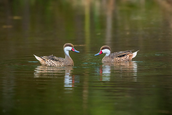 White-Cheeked Pintails