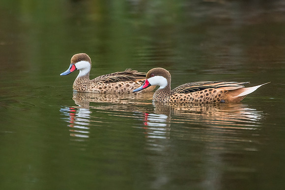 White-Cheeked Pintail