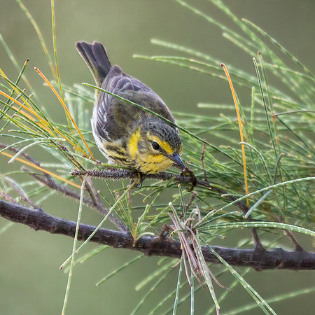 Cape May Warbler
