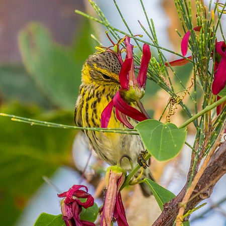 Cape May Warbler