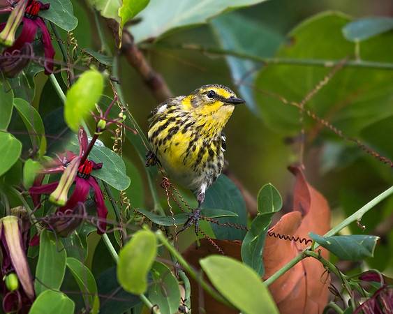 Cape May Warbler