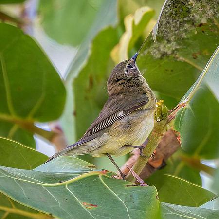 Palm Warbler