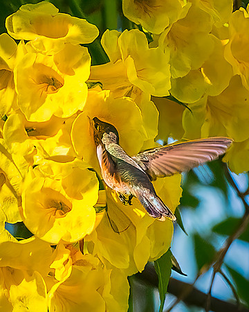 Bahamas Woodstar Hummingbird - Female