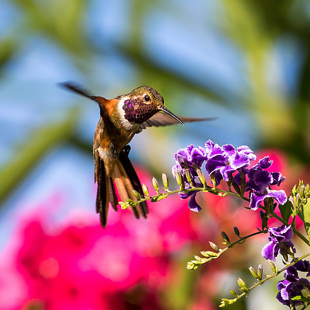 Bahamas Woodstar Hummingbird - Male