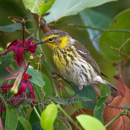 Cape May Warbler