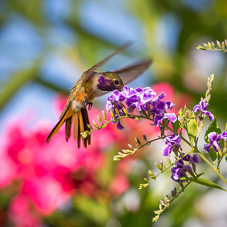 Bahamas Woodstar Hummingbird - Male