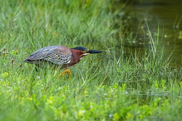 Green Heron