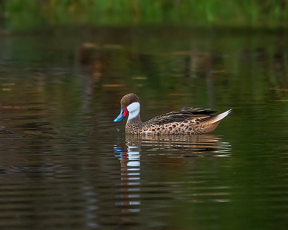 White-Cheeked Pintail