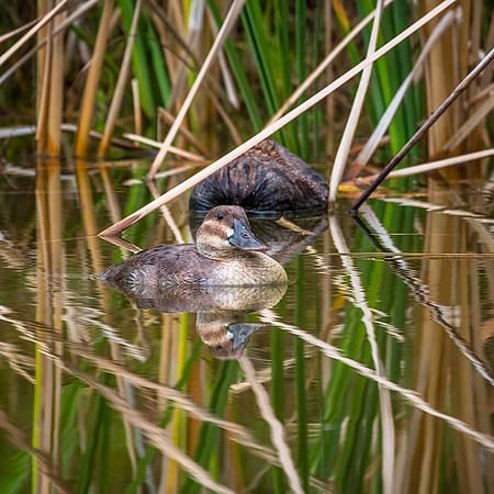 Ruddy Duck - Female