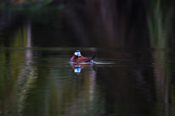 Ruddy Duck - Drake