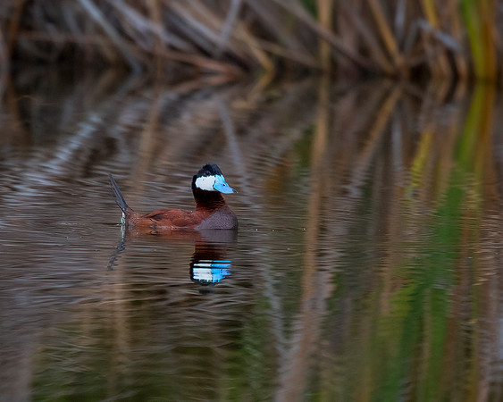 Ruddy Duck - Drake