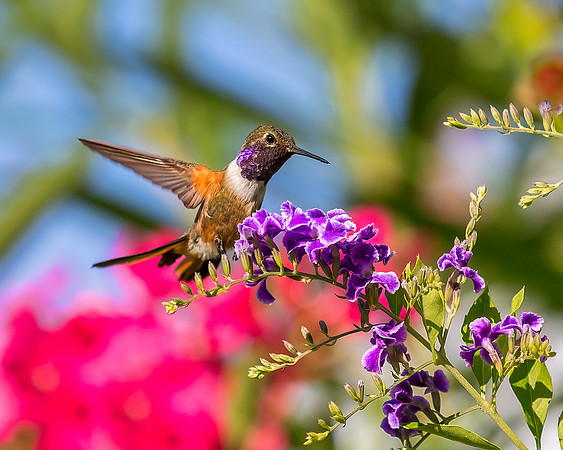 Bahamas Woodstar Hummingbird - Male