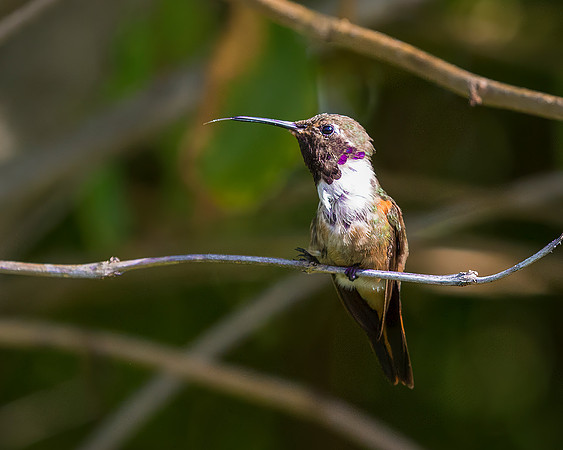 Bahamas Woodstar Hummingbird - Male