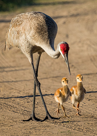 Sandhill Crane and colts