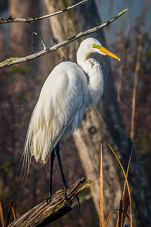 Great Egret