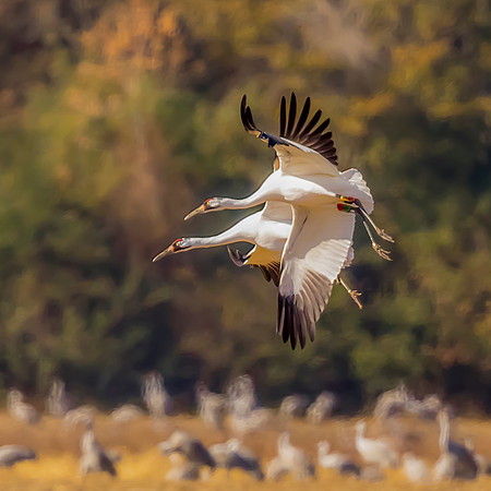 Endangered Whooping Cranes in flight