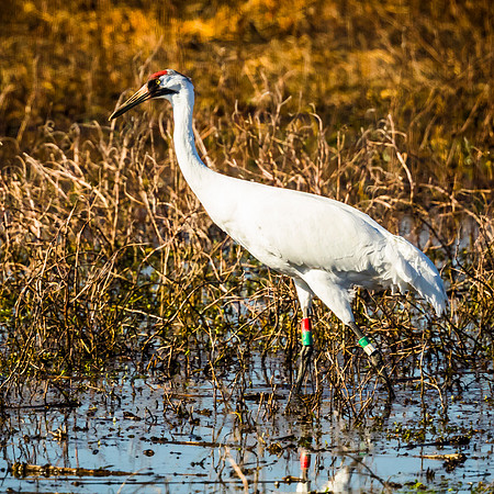 The Endangered Whooping Crane