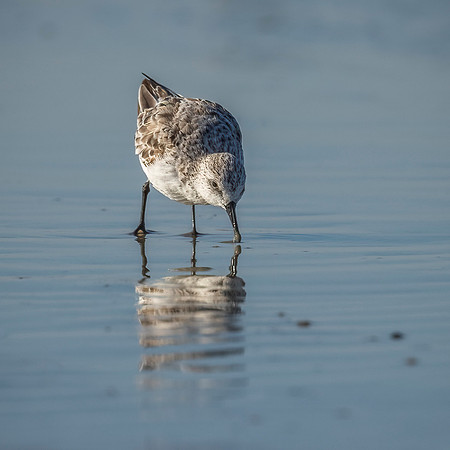Sanderling
