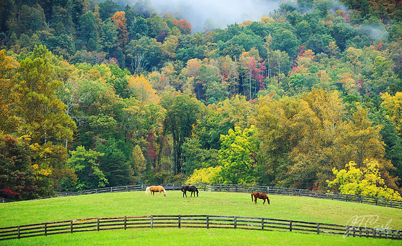 Grazing in the Smokies