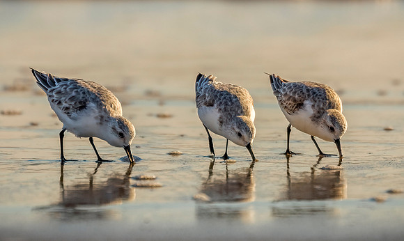 Sanderlings