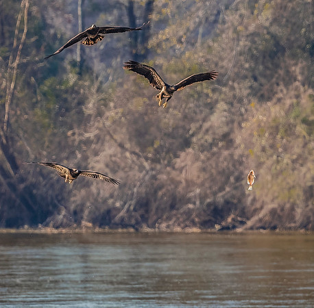 "When Fish Fly" - Juvenile Bald Eagles chasing a dropped fish