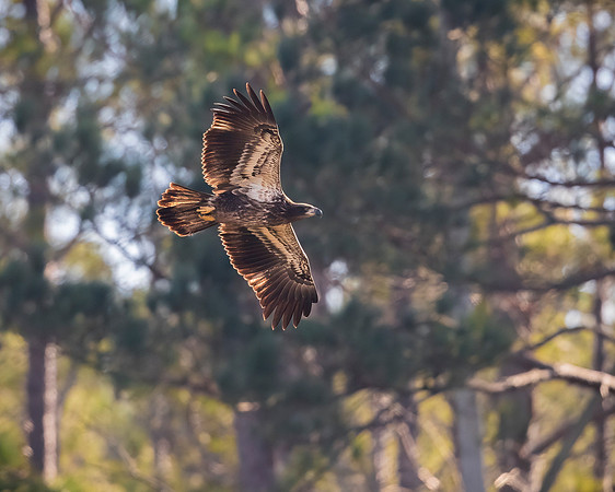 Juvenile Bald Eagle