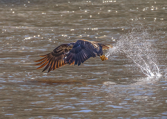 Juvenile Bald Eagle