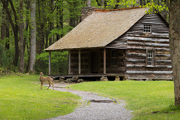 Deer at the Cabin in the Cove