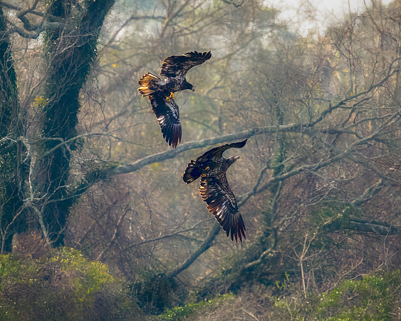 Sparring Juvenile Bald Eagles