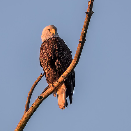 Bald Eagle watching the sunrise